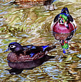 #234 Wood Ducks