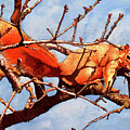 #251 Fox Squirrel
