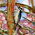 #546 Woodpecker